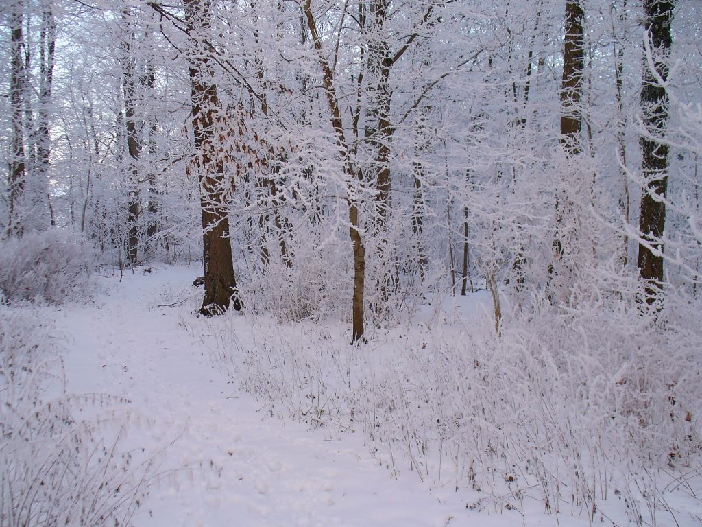 winter_0342.jpg